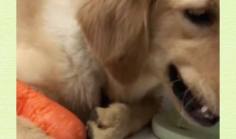 配狗视频,跟随镜头，见证狗狗们的欢乐时光